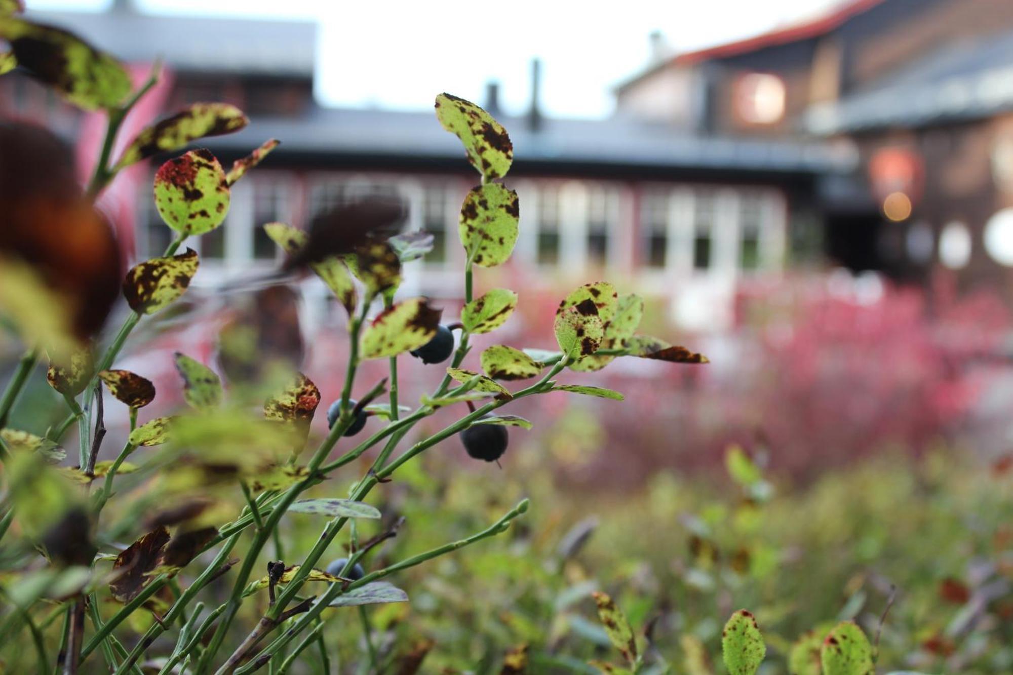 Olarsgarden Hotell Lindvallen Exterior foto